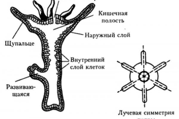 Кракен маркетплейс что это