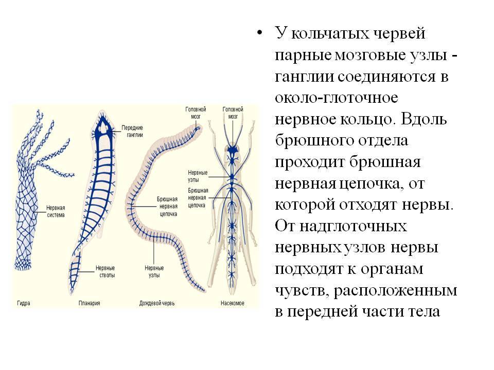 Ссылка на кракен официальный